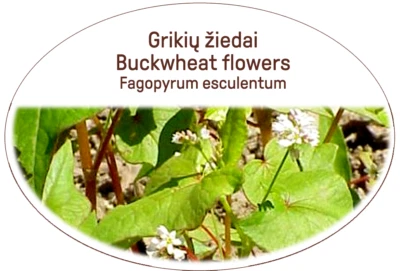 Buckwheat flowers/L. Fagopyrum esculentum,flowers Tea/diabetes, prostatitis etc. - Image 1 of 4
