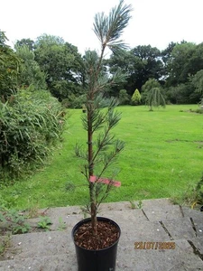 Pinus sylvestris fastigiata 7.5L 110-115cm EXACT ITEM MAIN PHOTO - Picture 1 of 1