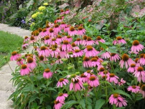 Echinacea seeds, 400 Coneflower seeds,Echinacea purpurea,medicinal SW02+TRACK № - Picture 1 of 1