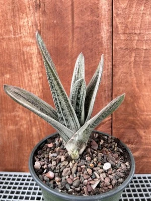 Gasteria 'Little Warty'  Succulent Plant Well Rooted Free Shipping Foto 1 de 3