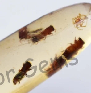 6.95 Ct 100% Natural Yellow Amber Insect Inclusion Certified Loose Gemstone - Picture 1 of 7