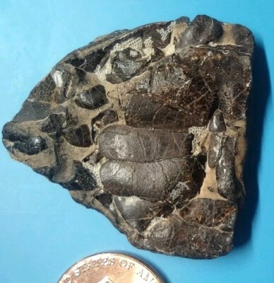 Autographed Book+ Fossil Crab from Galveston Island, Texas - Image 1 of 4