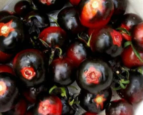 TOMATE AZUL DE ARIZONA, 25 semillas + GRATIS - Imagen 1 de 1