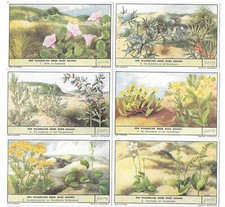 LIEBIG TRADE CARDS, A WALK IN THE SAND DUNES 1955 Set of 6 Cards (S1622 Dutch).