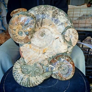 24,75 libbre TOP ammonite intera naturale fossile conchiglia quart cristallo esemplare guarigione - Foto 1 di 13