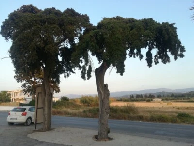 Italian Cypress Cupressus sempervirens seeds - Bulk Avalaible - - Image 1 of 4