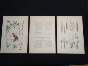 Original 1881 Pflanzen Atlas Floral Botanical Chromolithograph Plates 6 & 7 NICE - Picture 1 of 11
