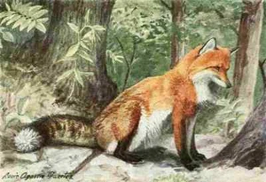 A4 Photo Fuertes Louis Agassiz 1920 Fox Print Poster - Picture 1 of 1