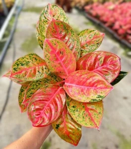 Aglaonema Firework, Chinese Evergreen, Lush Foliage, Air-purifying in 4 " pot - Picture 1 of 21