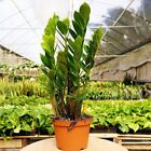 Zz Plant - Live Plant In A 8 Inch Pot - Zamioculcas Zamiifolia