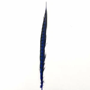 20" to 30" Lady Amherst Pheasant Side Tail Feather - Royal Blue ((SECONDS)) - Picture 1 of 3