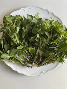 BUY 2 GET 1- Wisteria Aquatic Stem Plant- Easy, Adaptable, & Fast-Growing. - Picture 1 of 23