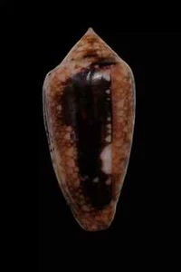 Shell CONUS LEGATUS Reunion 40,1 mm # INCREÍBLE PATRÓN OSCURO - Imagen 1 de 4