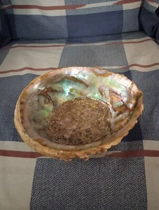6-in Genuine Abalone Shell - Picture 1 of 5