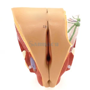 Weibliches menschliches Genitalsystem Modell anatomische medizinische Anatomie Sex Bildung - Bild 1 von 4