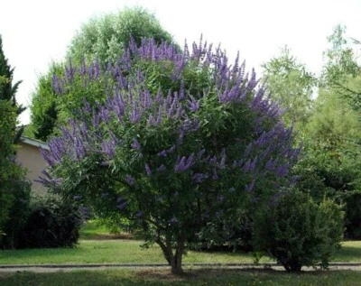 Vitex agnus-castus | Monks Pepper | Chaste Tree | 50_Seeds - Image 1 of 4