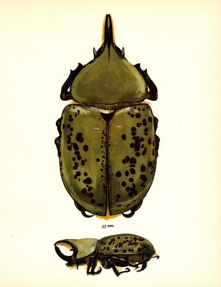 Vintage Horned Beetle Print 1960s Bohac Beetle Insect Illustration 5382-132 - Image 1 of 1