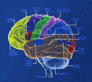 MENSCHLICHES GEHIRN LEUCHTEN -- Hirnlappen Kortex Biologie Anatomie Wissenschaft medizinisches T-Shirt - Bild 1 von 4