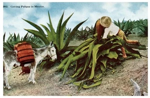 Getting Pulque Mexico Donkey Agave Plant Vintage Postcard - Picture 1 of 2