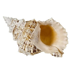 4 Frog Decorative Shells 2.5-3" (Set of 4) - Picture 1 of 3