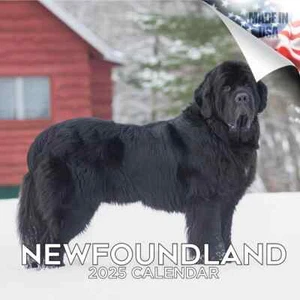 Neufundland Wandkalender 2025 Hundeliebhaber Haustierliebhaber Geschenk Rasse - Bild 1 von 2