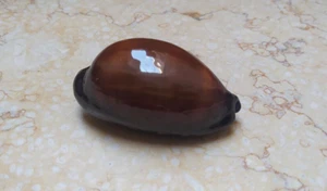 F cypraea exusta dark very rare red sea shell super natural glossy F++++ 59mm - Picture 1 of 13