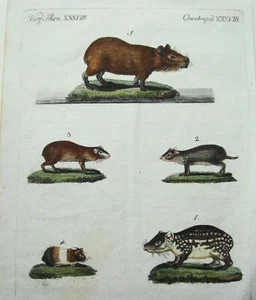 Nagetiere Ratte Meerschweinchen alter kolorierter Kupferstich Bertuch 1796 - Bild 1 von 3