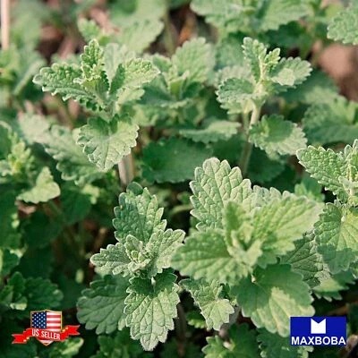 Catnip Herb Seeds Non-GMO Heirloom Garden - Image 1 of 3