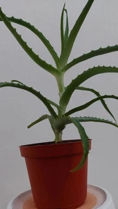 Aloe Arborescens Heilpflanze Pflanze Zimmerpflanze Rarität Baumaloe Baum-Aloe#22 - Bild 1 von 1