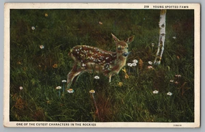 Young Spotted Fawn Postcard - Picture 1 of 2