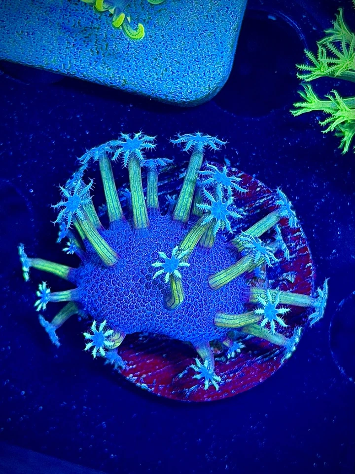 Taburete sapo sauce llorón japonés pólipo azul CB Wysiwyg frag de coral vivo Foto 1 de 1