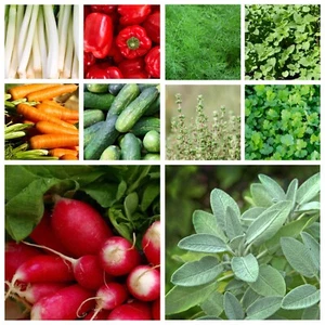 CHOOSE ANY 4 FOR £3.92 Vegetable and Herb Seeds Grow Your Own Indoor Outdoor UK - Picture 1 of 28