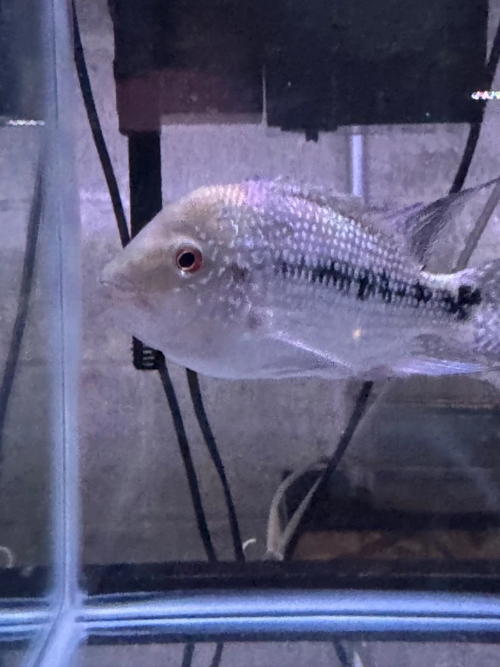 Super Red Monkey- Female Flowerhorn Fish – Premium Quality – Live Aquarium - Image 1 of 1