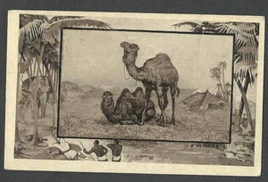 Ca 1909 PPC* FROM TEDDY ROOSEVELT AFRICAN EXHIBITION SERIES CAMEL MINT - Picture 1 of 1