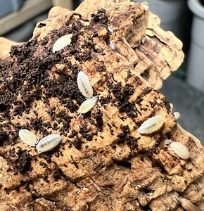 25 ct. Trichorhina tomentosa "Dwarf White" Isopods - Exo-Morphs - Free Shipping - Picture 1 of 6