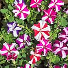 Impatiens Walleriana F1 Accent Star Mixed Flower Seeds 'Touch-Me-Not' 15 Seeds