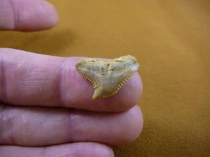 (s343-53) Extremely Rare 3/4" Fossil Tiger Shark Galeocerdo Tooth from Morocco - Picture 1 of 1