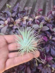 Tillandsia Air Plant Medium - Picture 1 of 9