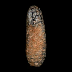 XL 2.3" Fossil Pine Cone Equicalastrobus Replaced By Agate Eocene Age Seeds - Picture 1 of 8