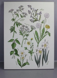 Leinwand Blume Grafikdruck 80x60cm Bild Wildblumen Rasenkräuter Heilpflanze M2-B - Bild 1 von 4