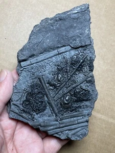 177g Triassic Natural crinoid and Trachyceras specimen Geologic rock - Picture 1 of 24