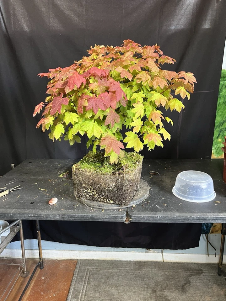 20-Year-Old Vine Maple Grown From Seed Pre-Bonsai - Image 1 of 1