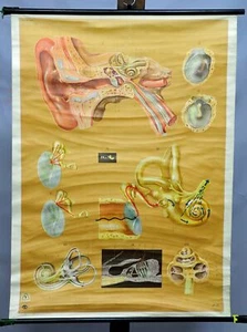 Schulwandkarte Medizin Lehrtafel Anatomie Physiologie Ohr Gehörorgan Rollbild - Bild 1 von 1
