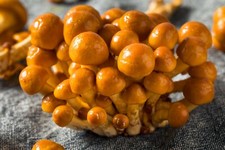 10ml liquid mycelium mushroom culture spores Honey Mushroom seeds for gardening