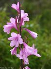 Watsonia Borbonica - Cape Bugle-Lilie - rosa Blume - 10 Samen
