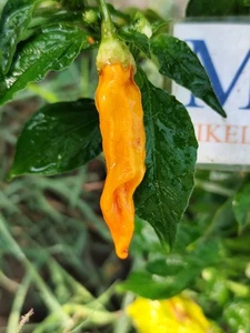 Aji Mango , 10 semillas , Capsicum baccatum (688) - Picture 1 of 1