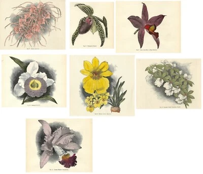 Stampe antiche botanica LOTTO 7 FIORI ORCHIDEA ORCHID 1896 Old print flowers - Immagine 1 di 4