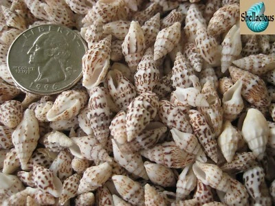 1/3 CUP SPOTTED NASSARIUS TINY SEA SHELLS -5/8" & Under - Great for crafting - Image 1 of 2