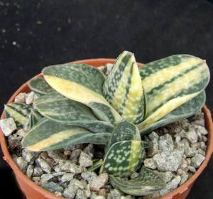 Gasteria Gracilis Variegated select form 7.5cm collectors succulent / cactus - Picture 1 of 3