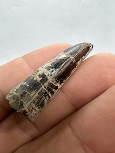 Seltener Spinosauridae Zahn Marokko Dinosaurier Dinosaurier Zahn Fossil Fossil - Bild 1 von 12